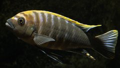 Cynotilapia aurifrons, Luwino Reef