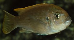 Cynotilapia aurifrons, Luwino Reef