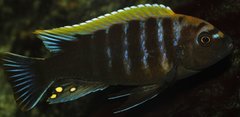 Cynotilapia aurifrons, Luwino Reef