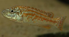 Labidochromis joanjohnsonae