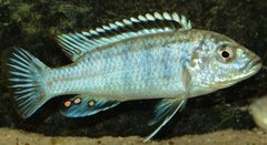 Labidochromis joanjohnsonae