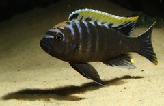 Cynotilapia aurifrons, Luwino Reef