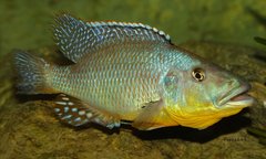 Tyrannochromis macrostoma