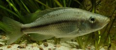 Dimidiochromis strigatus