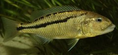 Aristochromis christyi