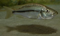 Dimidiochromis strigatus