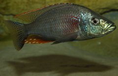 Dimidiochromis strigatus