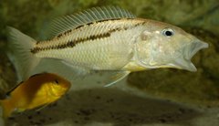 Aristochromis christyi