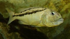 Aristochromis christyi