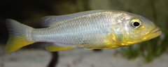 Buccochromis rhoadesii