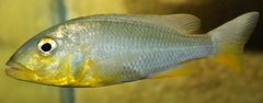 Buccochromis rhoadesii