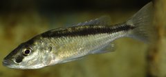 Ch. spilorhynchus