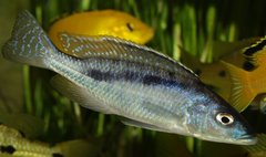 Mylochromis gracilis