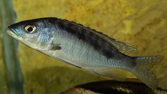 Mylochromis gracilis