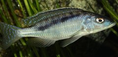 Mylochromis gracilis