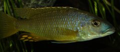 Exochochromis anagenys