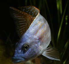 Nimbochromis fuscotaeniatus