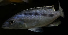 mylochromis gracilis