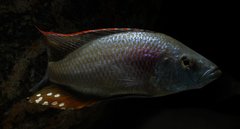 Dimidiochromis strigatus