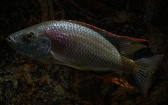 Dimidiochromis strigatus