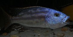 Nimbochromis fuscotaeniatus