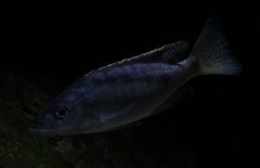 Mylochromis gracilis