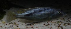 Mylochromis gracilis