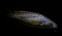 Mylochromis gracilis