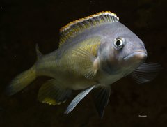 Mylochromis gracilis