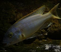 Buccochromis rhoadesii yellow