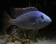 Nimbochromis fuscotaeniatus