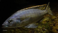 Mylochromis gracilis