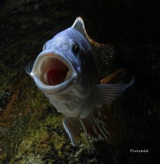 Nimbochromis fuscotaeniatus