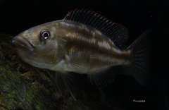 Nimbochromis fuscotaeniatus