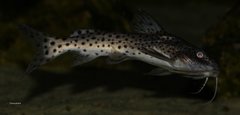 Synodontis njassae