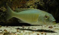 Buccochromis lepturus