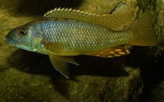 Exochochromis anagenys yellow