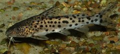 Synodontis njassae