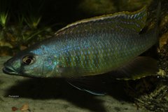 Mylochromis gracilis