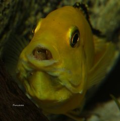 Labidochromis caeruleus