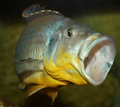 Tyrannochromis macrostoma