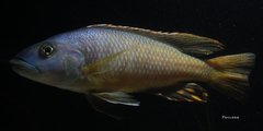 Exochochromis anagenys