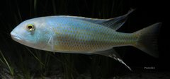 Buccochromis lepturus