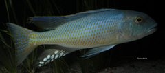 Buccochromis lepturus