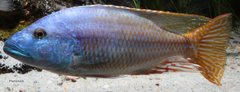 Nimbochromis fuscotaeniatus