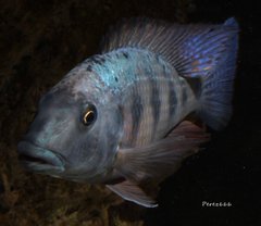 Fossorochromis rostratus