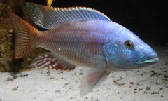 Nimbochromis fuscotaeniatus