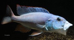 Aristochromis christyi