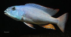 Aristochromis christyi