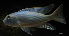 Buccochromis lepturus